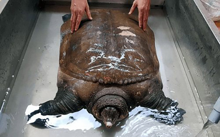 Hiện mỗi năm ông Thanh xuất bán từ 700 - 800 con cua đinh giống, giá 400.000 đồng/con. Riêng cua thịt mỗi năm ông chỉ bán vài trăm kg.