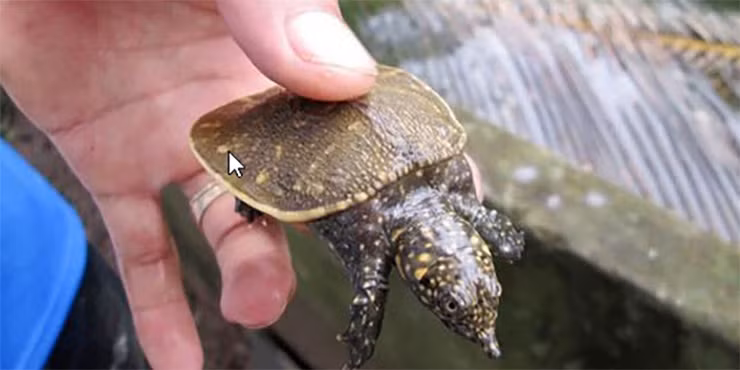 Hơn nữa, loài cua này ít dịch bệnh, hông cần phải chăm sóc y tế do chọn lọc tự nhiên đã để lại những cá thể có sức khỏe tốt.