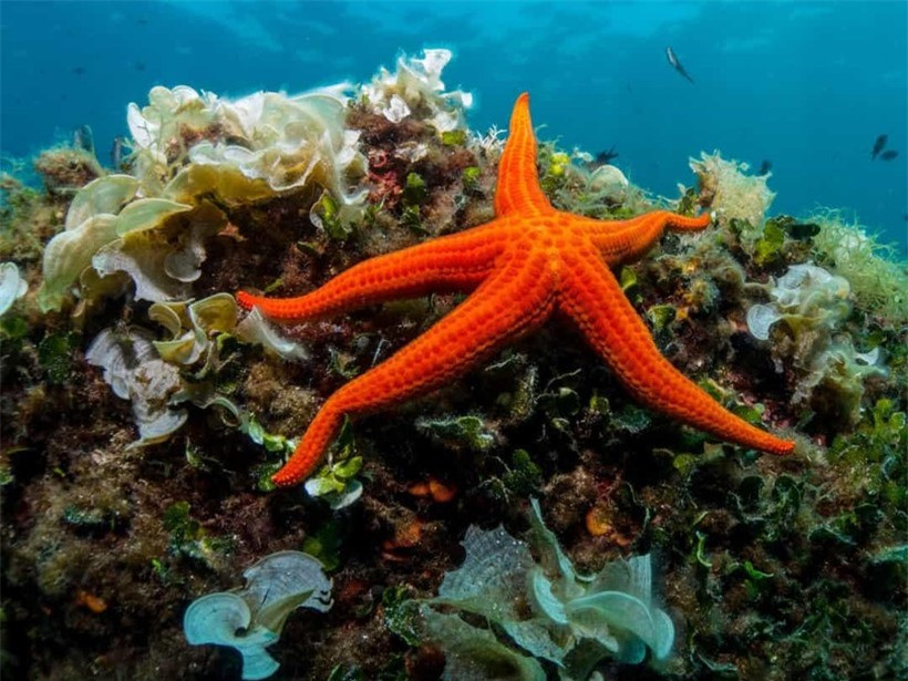 Sao biển có khả năng tái tạo lại toàn bộ cơ thể hoặc hình thành những con sao biển mới chỉ từ các chi bị cắt đứt. Điều này là do hầu hết các cơ quan quan trọng của chúng đều nằm ở cánh tay.