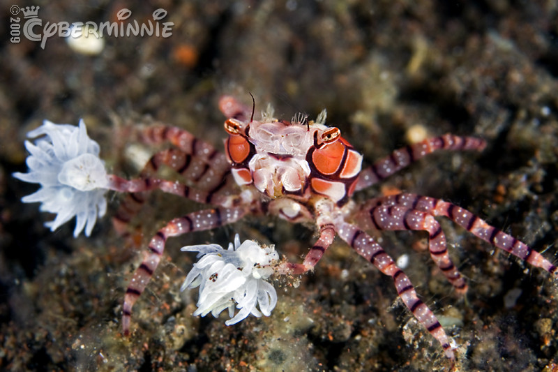Cua Decorator: Những loài “tắc kè hoa” dưới đáy biển - Hình 5 Cua Decorator: Nhung loai “tac ke hoa” duoi day bien-Hinh-5