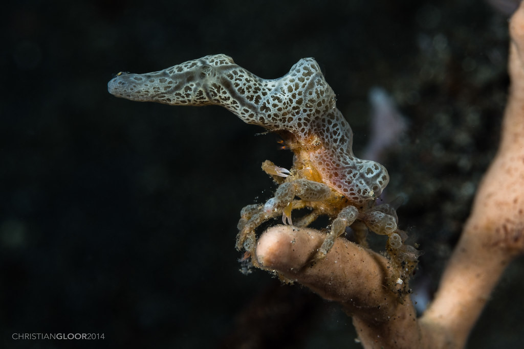 Cua Decorator: Những loài “tắc kè hoa” dưới đáy biển - Hình 6 Cua Decorator: Nhung loai “tac ke hoa” duoi day bien-Hinh-6