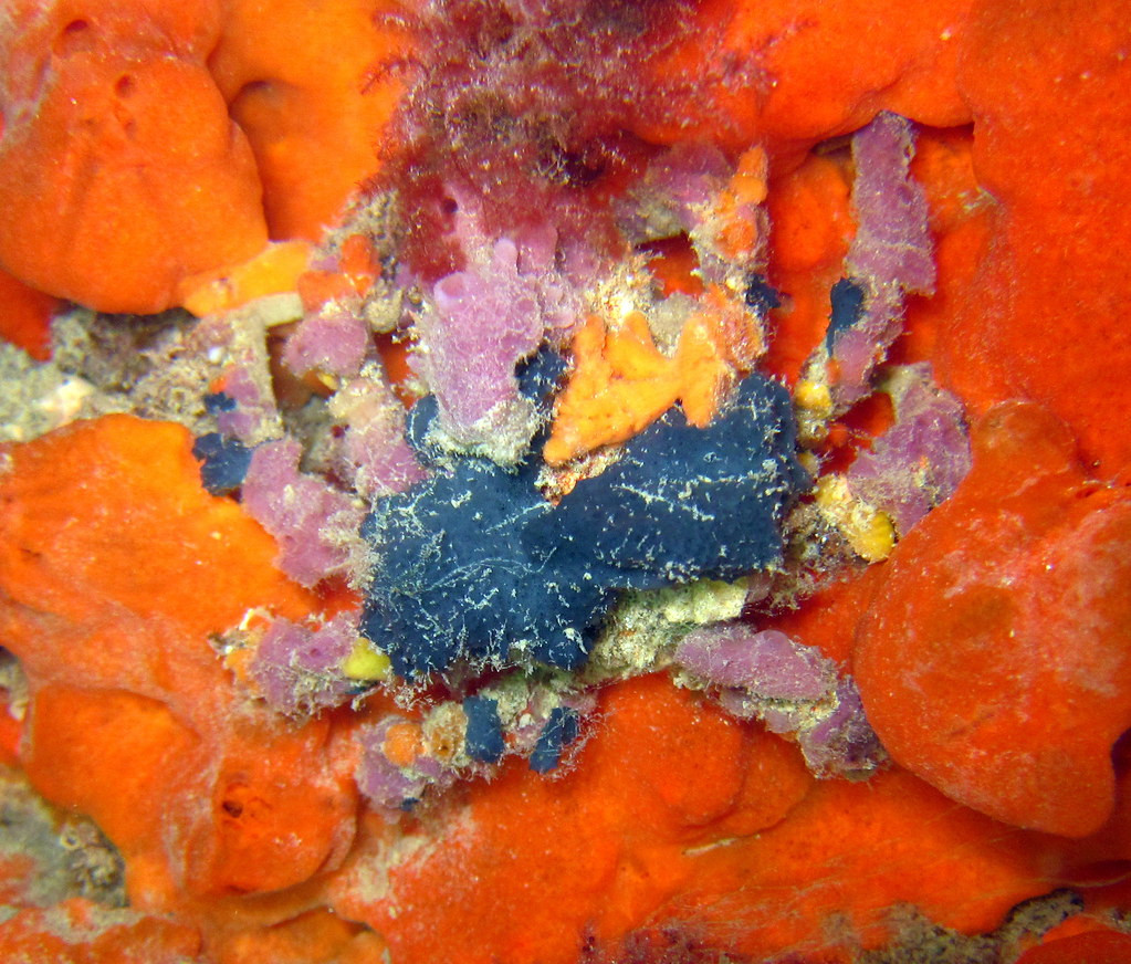 Cua Decorator: Những loài “tắc kè hoa” dưới đáy biển - Hình 3 Cua Decorator: Nhung loai “tac ke hoa” duoi day bien-Hinh-3