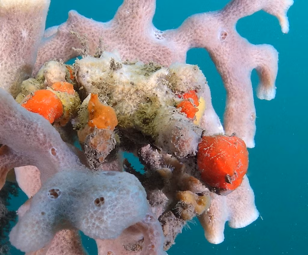 Cua Decorator: Những loài “tắc kè hoa” dưới đáy biển - Hình 4 Cua Decorator: Nhung loai “tac ke hoa” duoi day bien-Hinh-4