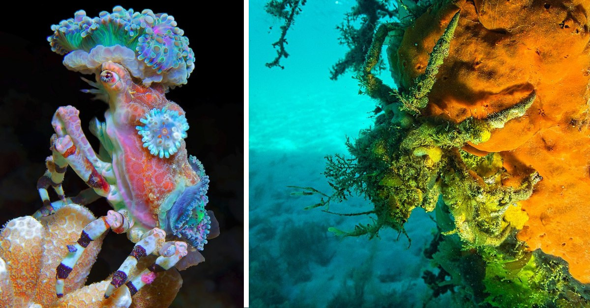 Cua Decorator: Những loài “tắc kè hoa” dưới đáy biển Cua Decorator: Nhung loai “tac ke hoa” duoi day bien