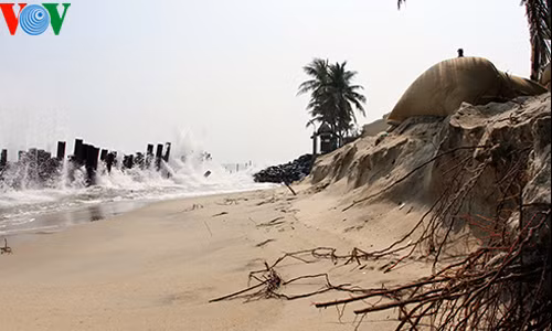 Bờ biển Cửa Đại bị nước biển xâm thực sâu vào đất liền.