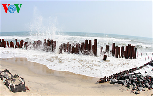 Phương án dùng cọc thép chắn sóng trong giai đoạn thi công kè biển.