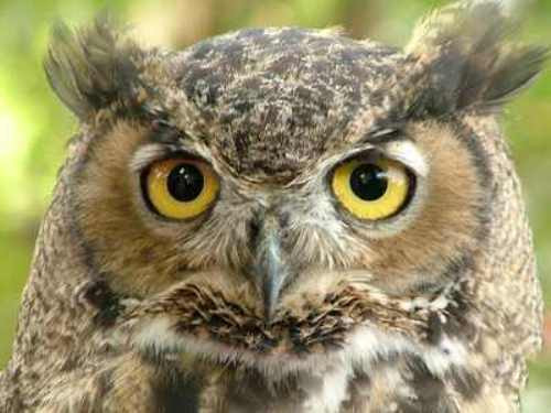 9. Cú là một hình ảnh phổ biến trong Halloween. Vào thời Trung cổ ở châu Âu, cú được cho là phù thủy. Người nào nghe thấy tiếng cú kêu là điềm báo sắp chết.