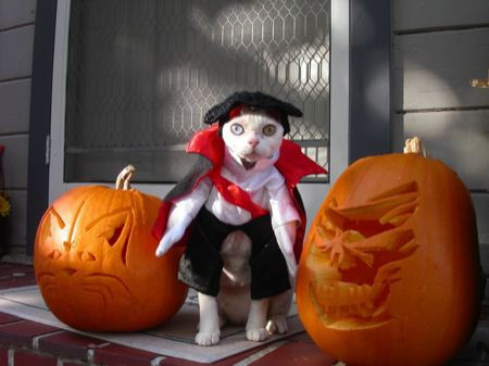 Hàng năm, nước Mỹ sản xuất hơn 680 triệu tấn bí ngô dịp Halloween, lớn gấp 2 lần trọng lượng tòa nhà Empire State.