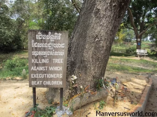 Dưới bàn tay ác quỷ của Khmer Đỏ do Pol Pot làm thủ lĩnh, trường học bị biến thành địa ngục trần gian. Trong ảnh là một góc nhà tù diệt chủng Tuol Sleng. Trong ảnh là cây chết chóc chuyên dùng để hành hình trẻ em của quân đội Polpot.