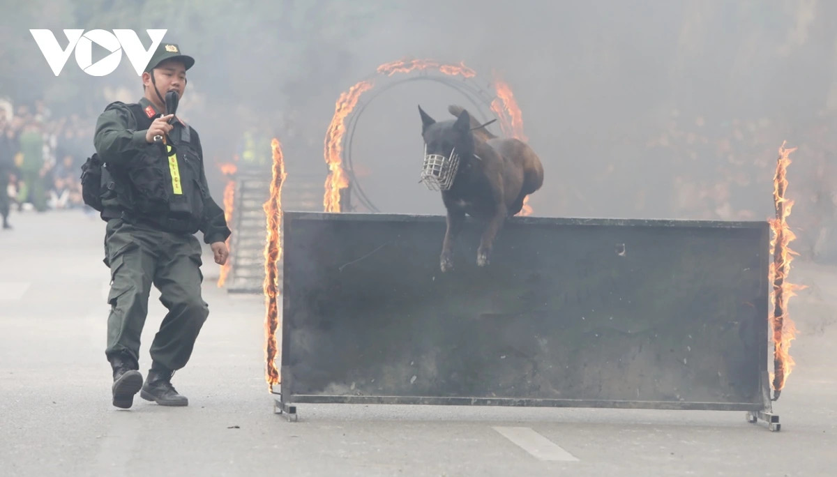 Kết thúc màn biểu diễn là những cú nhảy vượt vòng lửa, chướng ngại vật của cảnh khuyển