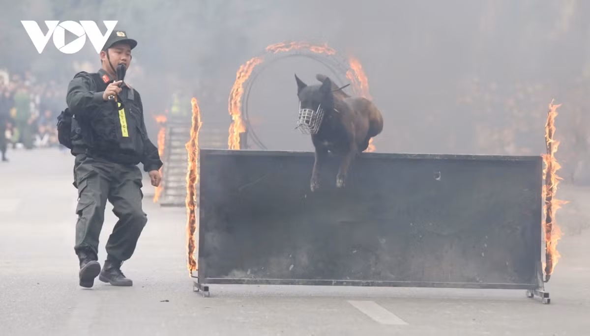 Kết thúc màn biểu diễn là những cú nhảy vượt vòng lửa, chướng ngại vật của cảnh khuyển