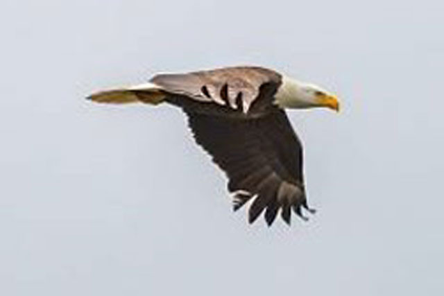 Đại bàng đầu trắng tấn công con mồi từ độ cao 3.000m Dai bang dau trang tan cong con moi tu do cao 3.000m