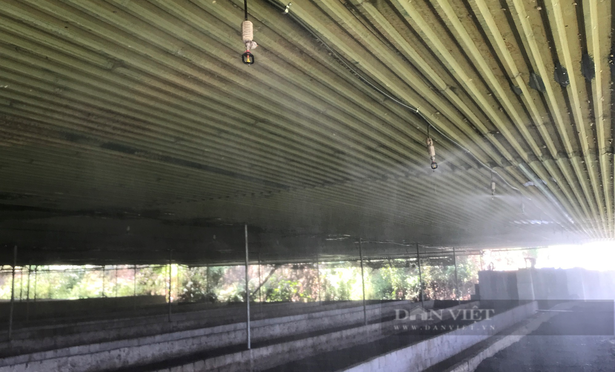 Nuoi giun que bang phan lon, ky su Nghe An thu gan 1 ty/nam-Hinh-4