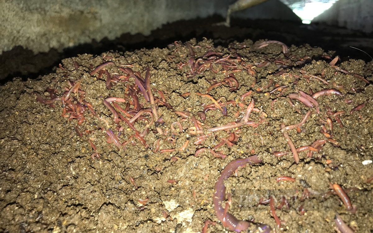 Nuoi giun que bang phan lon, ky su Nghe An thu gan 1 ty/nam-Hinh-2