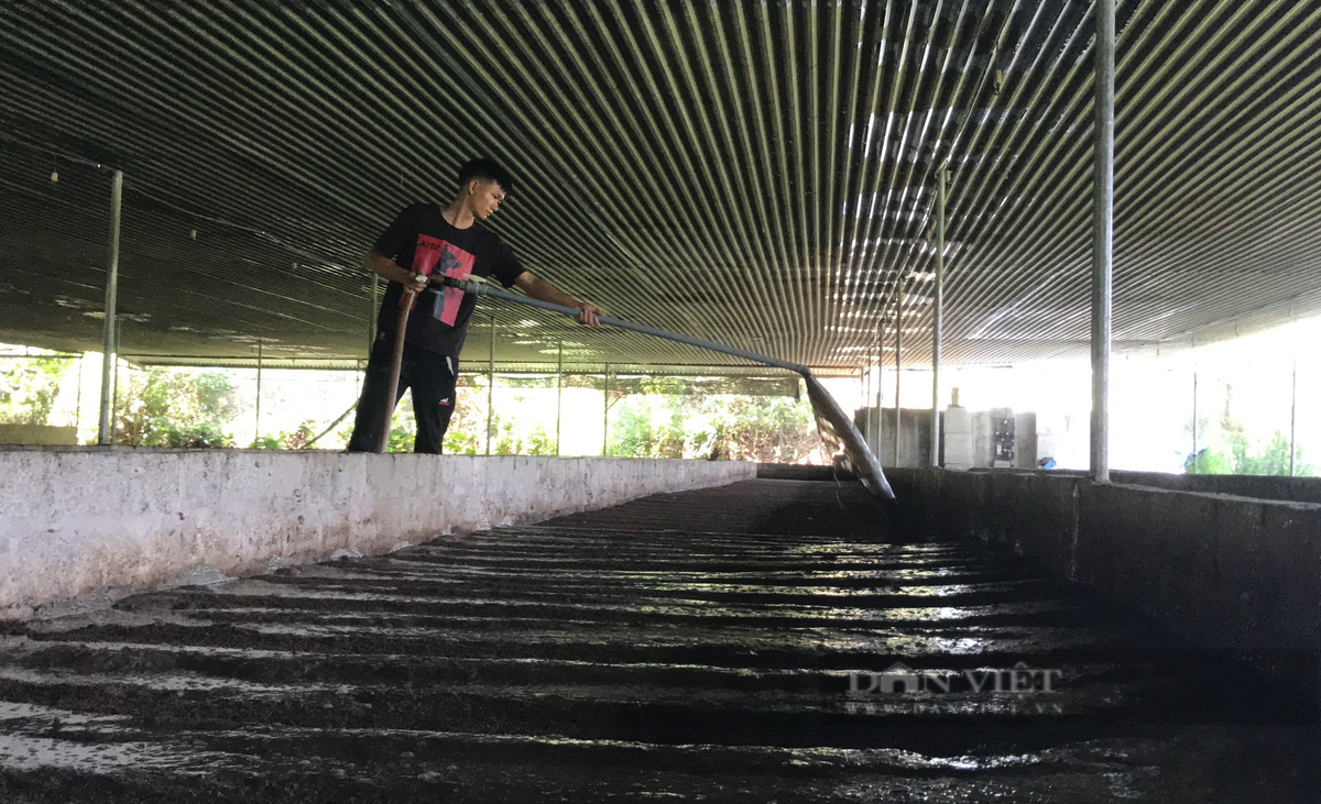 Nuoi giun que bang phan lon, ky su Nghe An thu gan 1 ty/nam-Hinh-7