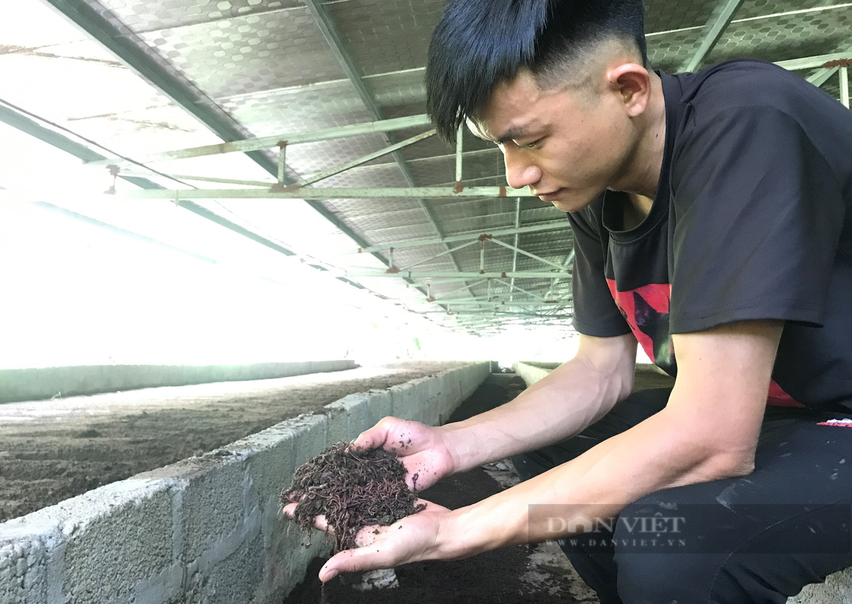 Nuoi giun que bang phan lon, ky su Nghe An thu gan 1 ty/nam-Hinh-5