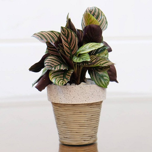 4 cay phong thuy giup xua van den, mang may man trong thang 7 Am lich-Hinh-2