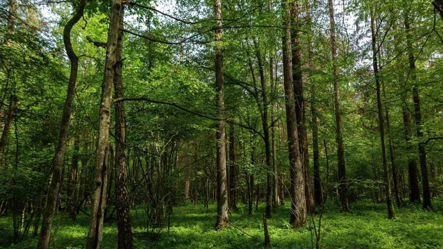 Những địa điểm tự nhiên không có tiếng ồn nhân tạo hiếm hoi trên thế giới