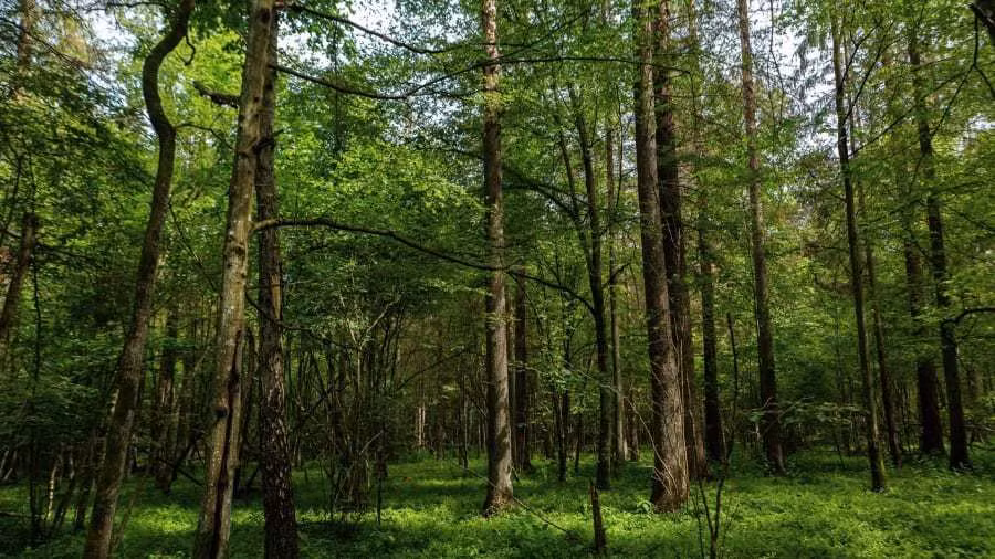 Những địa điểm tự nhiên không có tiếng ồn nhân tạo hiếm hoi trên thế giới