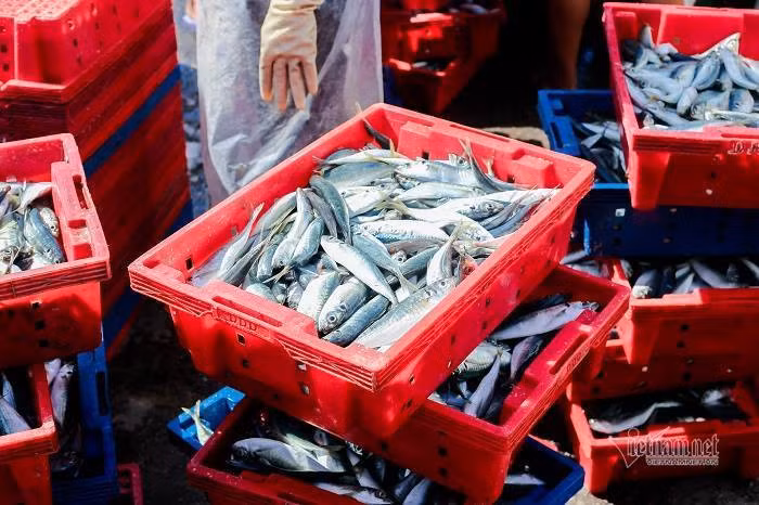 Vung xanh binh yen, cang ca lon nhat TT-Hue tap nap giua mua dich-Hinh-9