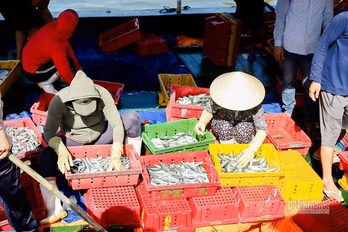 Vung xanh binh yen, cang ca lon nhat TT-Hue tap nap giua mua dich-Hinh-8