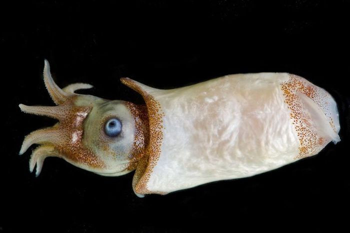 Mực vỏ xoắn (Spirula spirula) dài 3 - 5cm, sống ở tầng sâu thẳm của các đại dương. Trong có thể chúng có cấu trúc giống vỏ ốc xoắn chứa khí, có vai trò như một cái phao. Nhờ đó con vật có thể nổi mặt biển vào ban đêm.