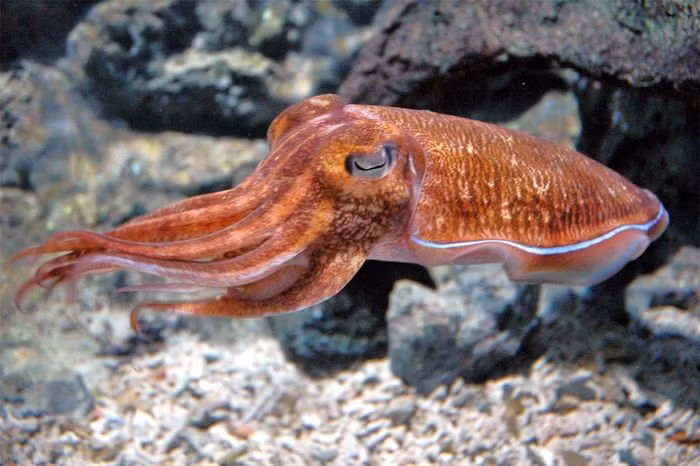 Mực ống châu Âu (Loligo vulgaris) dài 30 - 45cm, phổ biến ở Đông Bắc Đại Tây Dương và Địa Trung Hải. Chúng có đôi vây xòe ra hai bên giống các loài họ hàng. Đây cũng là mực có vai trò quan trọng trong thương mại.