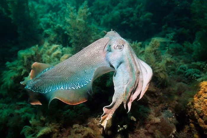 Mực nang Australia lớn (Sepia apama) dài 45 - 50cm, cư trú ở các vùng biển khơi phía Nam Australia. Loài mực nang lớn nhất thế giới này sống trên các thảm cỏ biển và ám tiêu san hô.