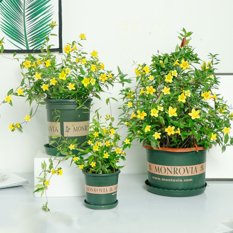  2. Cây cảnh có độc: Mặc dù một số loài hoa, cây cảnh trông rất đẹp, chẳng hạn như cây trúc đào, mạn đà la, hoa nhài pháp, trạng nguyên... tuy trông đẹp nhưng thực chất chúng lại có độc. Khi tiếp xúc có thể bị ngộ độc cho con người và vật nuôi. 