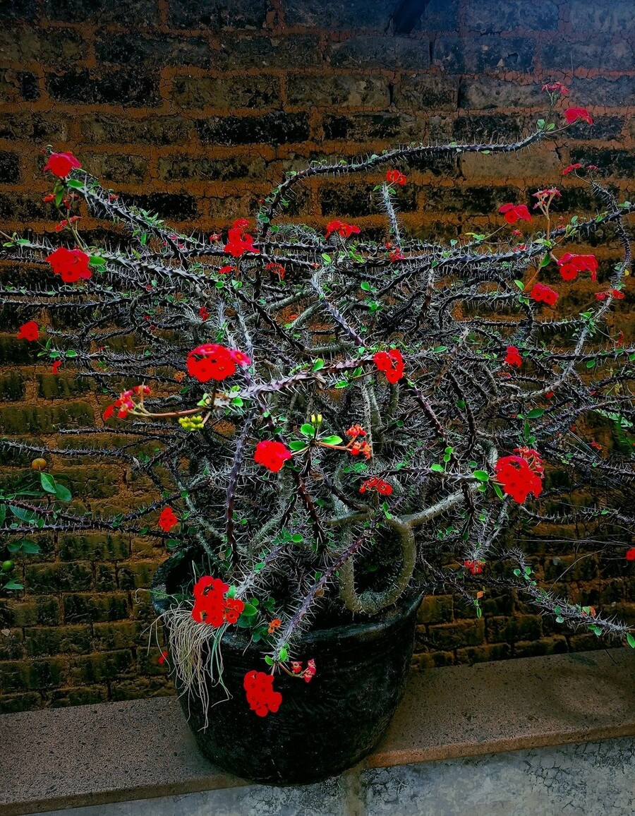 7. Cây cảnh có nhiều gai: Một số người cho rằng cây cảnh có nhiều gai là độc đoán, mạnh mẽ, khi để trong nhà có thể giúp "trấn nhà, giữ trạch" nên sẽ giữ một số loại hoa như xương rồng, xương rồng bát tiên, xương rồng ba cạnh... 