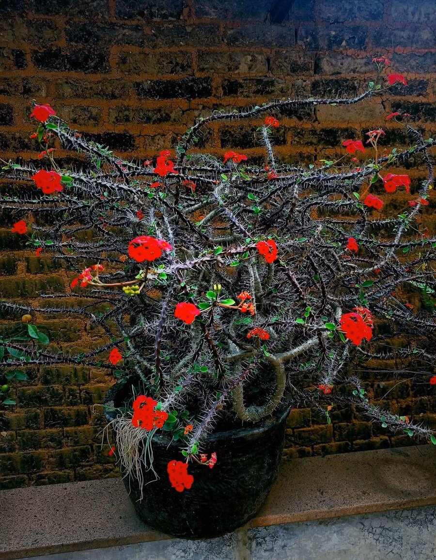 7. Cây cảnh có nhiều gai: Một số người cho rằng cây cảnh có nhiều gai là độc đoán, mạnh mẽ, khi để trong nhà có thể giúp "trấn nhà, giữ trạch" nên sẽ giữ một số loại hoa như xương rồng, xương rồng bát tiên, xương rồng ba cạnh... 