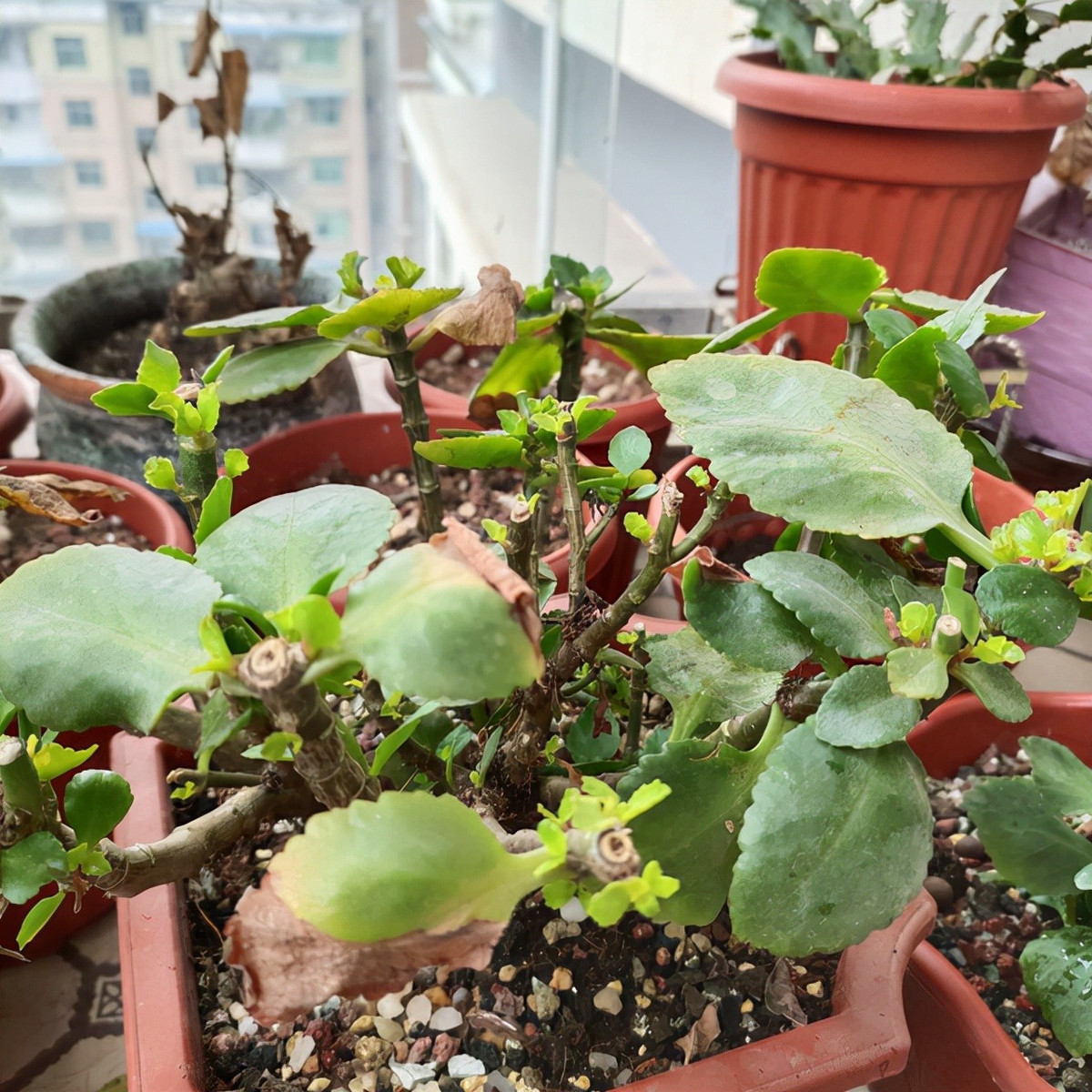  4. Cây cảnh héo úa: Một số loài hoa, cây cảnh trở nên tàn lụi do sự chăm sóc và bảo dưỡng của chúng ta. Ví dụ, những chiếc lá trở nên nhỏ hơn, những bông hoa không nở, chúng trở nên dài và biến dạng, nhìn rất lộn xộn và xấu xí. 