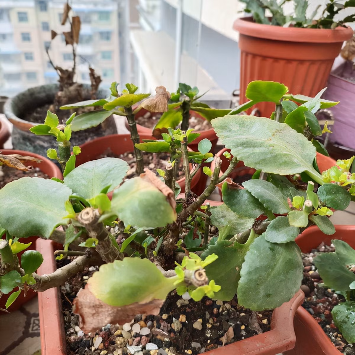  4. Cây cảnh héo úa: Một số loài hoa, cây cảnh trở nên tàn lụi do sự chăm sóc và bảo dưỡng của chúng ta. Ví dụ, những chiếc lá trở nên nhỏ hơn, những bông hoa không nở, chúng trở nên dài và biến dạng, nhìn rất lộn xộn và xấu xí. 