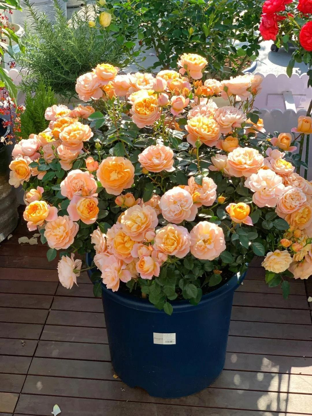  5. Cây cảnh bị sâu bệnh: Một số cây cảnh đặc biệt cứng cáp và dễ trồng như hoa mười giờ, cây me chua, hoa giấy, hoa nhài... Có thể nói nó vừa đẹp vừa dễ bảo trì, chăm sóc. 