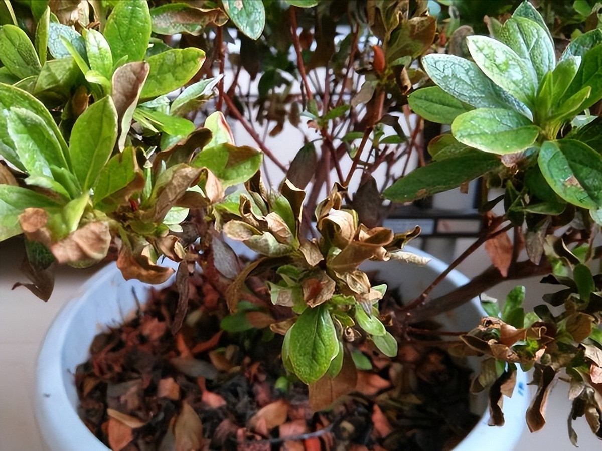 1. 1.Cây cảnh tàn lụi: Một số loài hoa, cây cảnh thực sự rất khó trồng nếu bạn không chú ý, chúng sẽ bị héo lá hoặc rụng lá, hoặc lá sẽ nhỏ và hoa trông mờ nhạt. Cây cảnh sắp chết này trông thiếu sức sống, khiến người ta cảm thấy khó chịu. 