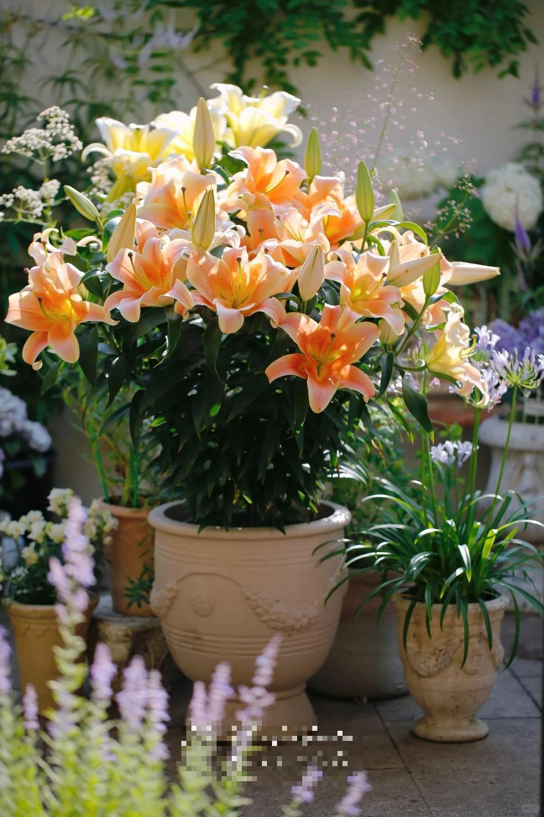  3. Cây cảnh có mùi quá nồng: Một số người thích hoa thơm nên sẽ trồng một ít mộc hương, hoa nhài, hoa lan, cây dành dành... Nhưng một số loài hoa có mùi nồng nặc khiến người ta cảm thấy đặc biệt khó chịu, lâu dài có thể khiến người ta chóng mặt, buồn nôn. Ngoài ra, nếu có nhiều phấn hoa thì khả năng xảy ra dị ứng phấn hoa càng cao. 