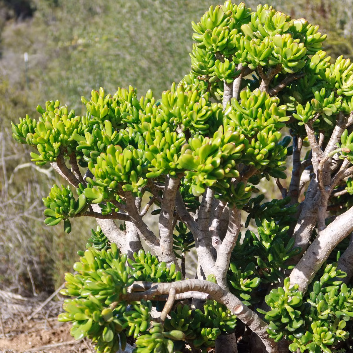  Cây cảnh này kết hợp với đồ gỗ trong nhà tạo nên vẻ bề thế, độc đáo. Theo thời gian, cây cảnh này ngày càng già cỗi, trở thành những cây cổ thụ rất có giá. Tên "cây hút tiền" nghe có vẻ khá mộc mạc nhưng cũng được nhiều người thích vì cái tên này mang lại cảm giác phú quý, tiền bạc như có khả năng hút của cải, thu hút sự giàu có. 