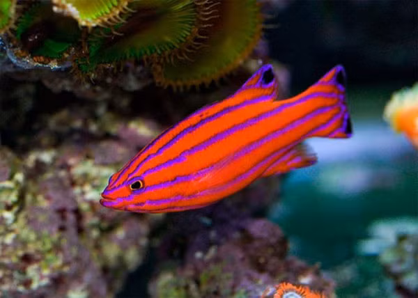  Cá Candy Basslet (1.000 USD): Candy Basslet là loài cá nhỏ bé với màu sắc sặc sỡ nhất trong thế giới đại dương. Nó được tìm thấy tại các vùng biển Caribbean, chủ yếu là khu vực ngoài khơi vùng biển Curacao. Mặc dù rất khó để có thể bắt được loài cá này trong tự nhiên, vì chúng thường sống trong các dải san hô. Tuy nhiên chúng lại dễ thích nghi trong điều kiện nuôi với môi trường biển nhân tạo. Do đó mà có thể trong thời gian tới giá thành của loài cá cảnh này sẽ được giảm xuống, cho đến lúc đó thì hiện tại mỗi chú cá Candy Basslet có giá khoảng 1.000USD/con. 