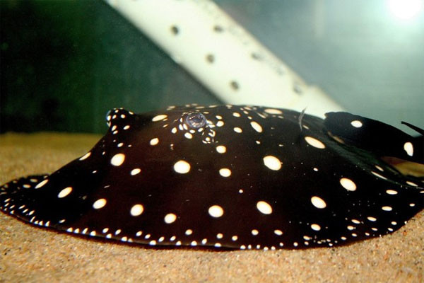  Cá đuối nước ngọt Polka Dot (100.000 USD): Loài cá cảnh đặc biệt này hiện là loài cá cảnh đắt giá nhất tại Đài Loan, với giá lên tới 100.000USD/con. Loài cá đuối nước ngọt này có kích thước không quá lớn như cá đuối nước mặn. Cá đuối nước ngọt Polka Dot nổi bật hơn với nhiều chấm nhỏ trên cơ thể của chúng, khiến loài cá này trở nên rất lạ mắt. Không những vậy chúng còn có một dạng biến đổi gene ở phần đầu phía trước, khiến cho nó có hình chữ U thay vì hình tròn. 