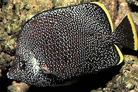  Cá bướm Wrought Iron (2.700 USD): Wrought Iron là loài cá có kích thước lớn nhất trong gia đình nhà cá bướm, trung bình kích thước của chúng có thể đạt đến 15cm. Chúng thường được tìm thấy ngoài khơi vùng biển Nhật Bản, số lượng của chúng cũng rất ít, ít nhất trong tất cả các loài cá bướm. Tên của chúng được đặt theo màu sắc cơ thể, xám đen với các chấm màu và điểm nhấn chính là viền màu vàng ở phía đuôi. Vì số lượng rất ít nên giá của mỗi con cá bướm Wrought Iron khoảng 2.700USD. 