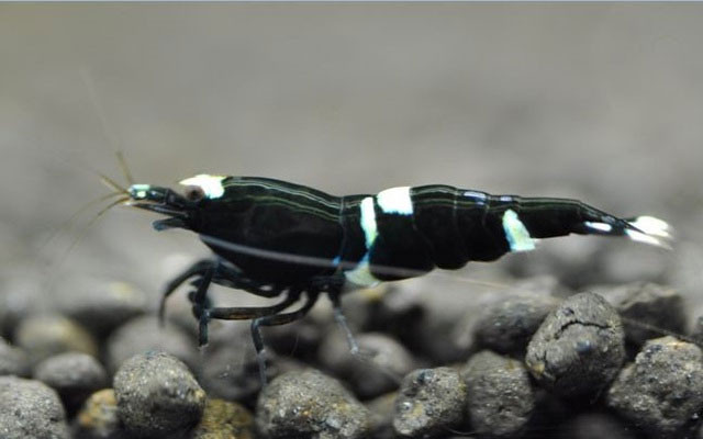 Tôm Black King Kong: Loài tôm Black King Kong hay còn gọi là tôm BKK là loài tôm đắt nhất thế giới. Sở dĩ tôm đen đắt đỏ vì chúng rất hiếm, khó nuôi và yêu cầu các quy trình nuôi cầu kỳ. Trung bình mỗi con tôm dài từ 2,5 - 3cm có giá dao động từ 60 - 100 USD (khoảng 1,2 - 2,1 triệu đồng). Tuy nhiên, năm 2009, một nhà thu mua ở Nhật đã mua loại tôm này với mức gần 1.000 USD/con (gần 20 triệu đồng). 