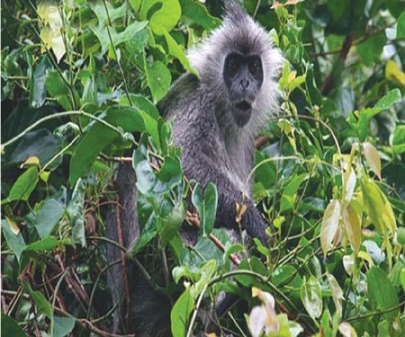 Lý do khiến loài linh trưởng đặc hữu của Việt Nam đứng trước nguy cơ tuyệt chủng một cách nghiêm trọng là tác động của việc săn bắn và mất nơi cư trú!