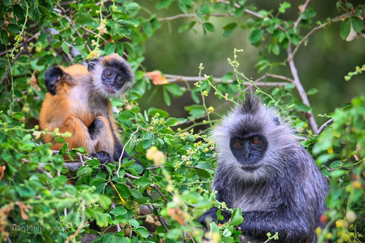 Voọc bạc Đông Dương có tên gọi khác là voọc bạc Trường Sơn, voọc bạc hay voọc mào. Loài linh trưởng này được ghi nhận ở các vùng Đông Bắc Việt Nam, vùng rừng Trường Sơn cũng như một số khu vực ở Nam Bộ.