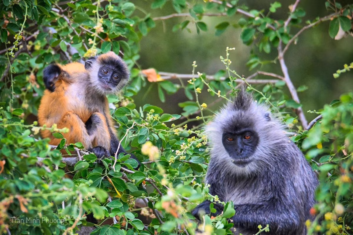 Voọc bạc Đông Dương có tên gọi khác là voọc bạc Trường Sơn, voọc bạc hay voọc mào. Loài linh trưởng này được ghi nhận ở các vùng Đông Bắc Việt Nam, vùng rừng Trường Sơn cũng như một số khu vực ở Nam Bộ.
