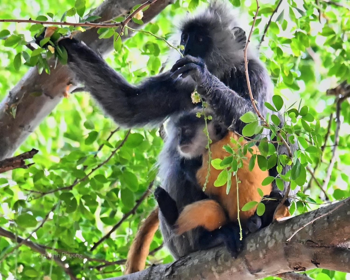 Qua việc nghiên cứu các cá thể tại vườn thú Hà Nội, phân loài đầu tiên của loài voọc này đã được ghi nhận. Ngoài ra, voọc còn là loài vật bị nhiều đối tượng săn bắt để nấu cao, buôn bán và xuất khẩu. 