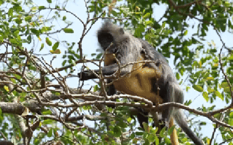 Chú voọc bạc non sau khi được chăm sóc một thời gian đã được chuyển về Vườn quốc gia Cát Tiên. Cán bộ Trung tâm Cứu hộ, bảo tồn và phát triển Sinh vật (gọi tắt là Trung tâm Cứu hộ) của Vườn quốc gia Cát Tiên đã vượt hơn 900km từ Đồng Nai đến Khu cứu hộ động vật hoang dã Hòn Me (tỉnh Kiên Giang) để tiếp nhận cá thể này trong sự mừng rỡ.