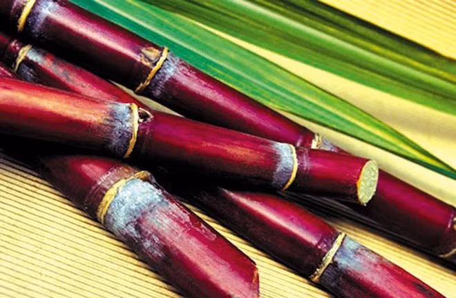  Thời tiết mùa đông khô hanh, ăn một ít mía có thể làm giảm ho, tiêu đờm, rất tốt cho cơ thể. Bày mía trong nhà vào dịp năm mới thể hiện sự mong đợi và chúc phúc tốt lành của mọi người trong năm mới.