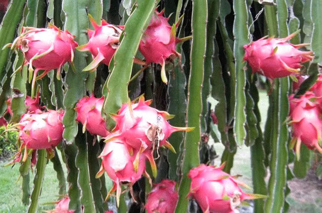  Loại quả này còn được gọi là “quả may mắn”, tượng trưng cho sự giàu sang, trường thọ và thịnh vượng của con người trong năm mới, mang ý nghĩa tốt lành, ngon miệng.