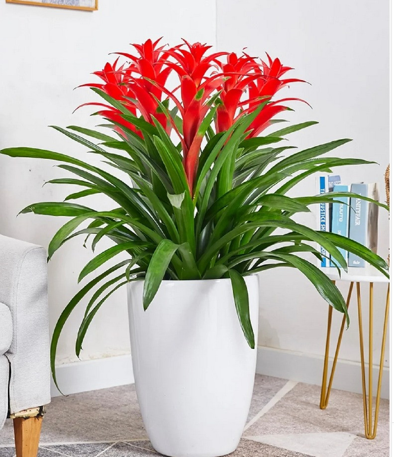  5. Cây cảnh: Dứa cảnh nến. "Bông hoa lớn màu đỏ" được ưa thích trong đêm Giao thừa đầu tiên phải kể đến dứa cảnh nến (tên tiếng Anh là Chrismas candle). Đây là cây cảnh mang ý nghĩa tốt đẹp, giá trị cao và thời gian ra hoa kéo dài. 