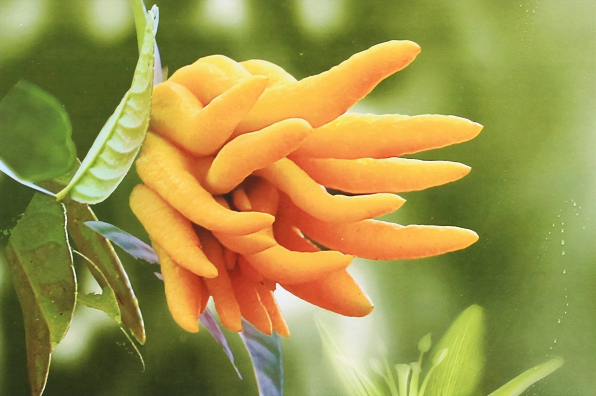  4. Cây cảnh: Phật thủ. Phật thủ là một loại cây bụi nở hoa vào mùa xuân và kết trái vào mùa thu. Quả phật thủ có màu vàng kim, hình dáng độc đáo, giống như bàn tay nắm chặt hoặc mở ra giống như lòng bàn tay của Đức Phật, nên mọi người gọi nó là "Phật thủ". 